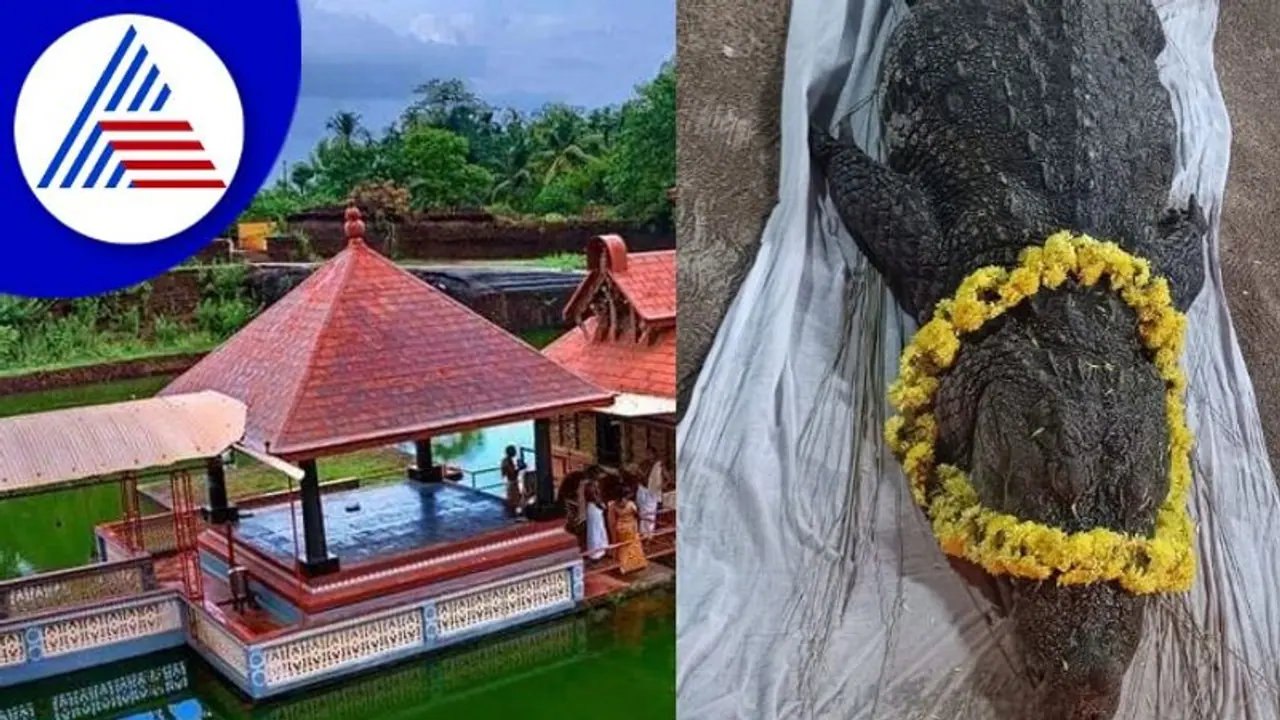 ಅನಂತ ಪದ್ಮನಾಭ ದೇವಸ್ಥಾನದ 'ಬಬಿಯಾ' ಇನ್ನಿಲ್ಲ! ಅನಂತ ಪದ್ಮನಾಭ ದೇವಸ್ಥಾನದ 'ಬಬಿಯಾ' ಇನ್ನಿಲ್ಲ!