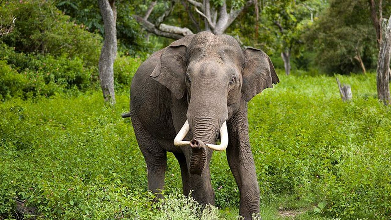 இரண்டு மாத இடைவேளைக்கு பின்னர் ஒய்யார நடைபோட்டு ஊருக்குள் வந்த கஜா யானை