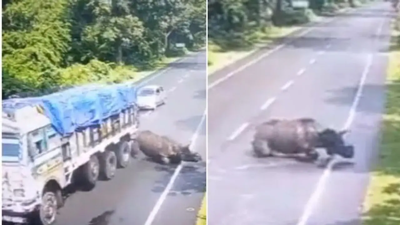 ట్ర‌క్కును ఢీ కొన్న ఖ‌డ్గ‌మృగం.. డ్రైవ‌ర్ కు భారీ జ‌రిమానా.. అస్సాం సీఎం ట్వీట్ వైర‌ల్