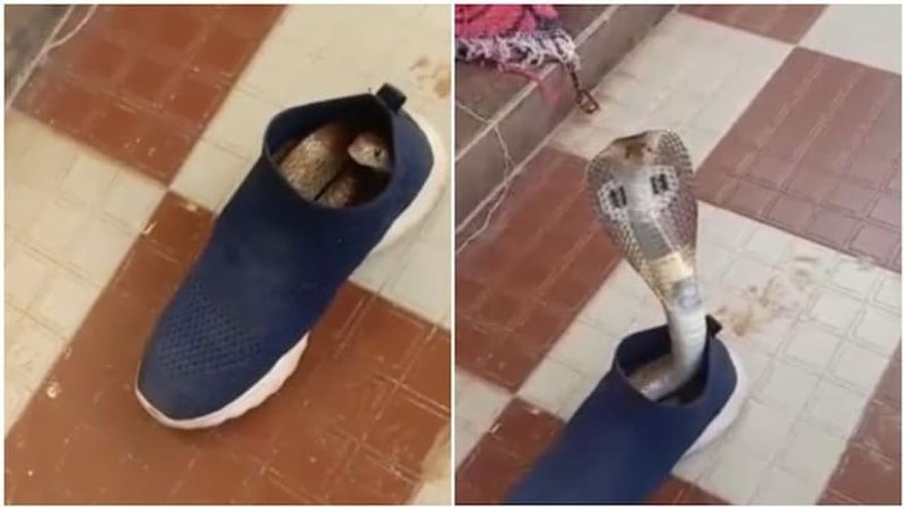 ”புஸ்” என்று ”சூ”வில் இருந்து வெளியே வந்த நாகப்பாம்பு.. அப்பற்றம் என்னாச்சு தெரியுமா..? வைரல் வீடியோ..