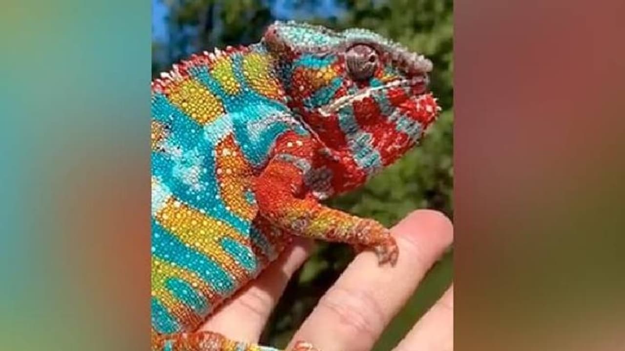 ഇത്രയേറെ നിറങ്ങൾ നിങ്ങൾ സ്വപ്നത്തിൽ പോലും കണ്ടിട്ടുണ്ടാകില്ല; വൈറലായി പാന്തർ ചാമിലിയന്റെ വീഡിയോ