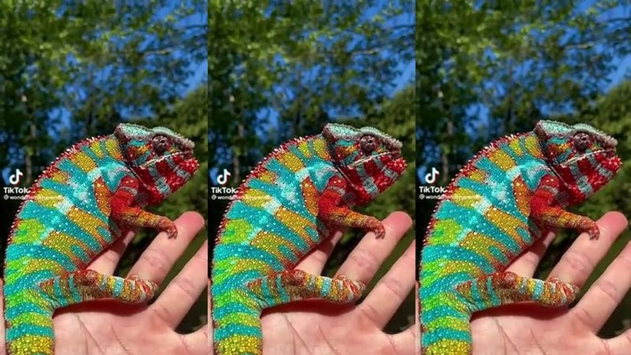 ನಾ ಗೋಸುಂಬೆ ಊರಿಗೆ ರಂಭೆ... ಇಷ್ಟೊಂದು ಚೆಂದದ ಊಸರವಳ್ಳಿಯ ಎಲ್ಲಾದರೂ ನೋಡಿದ್ದೀರಾ