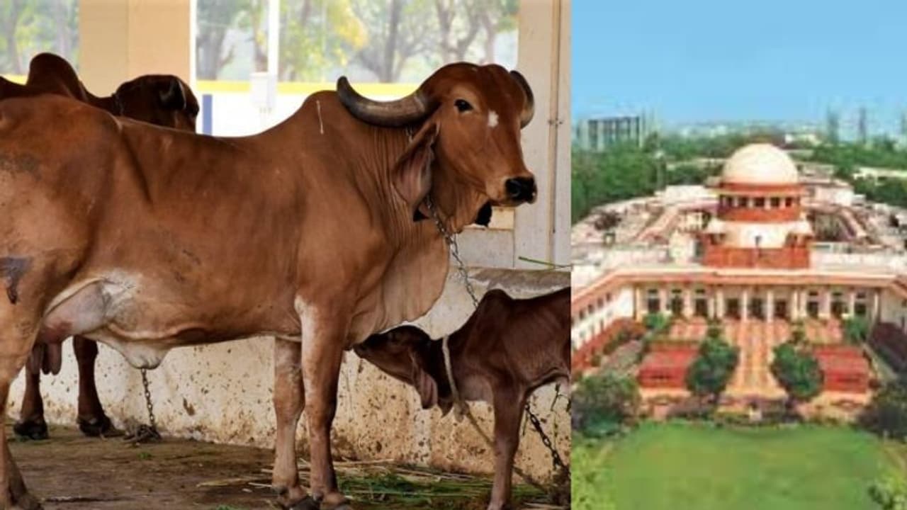 'പശുവിനെ ദേശീയ മൃഗമാക്കാൻ സര്‍ക്കാരിന് നിര്‍ദേശം നൽകണം'; ഹർജിക്കാരനെ കണ്ടംവഴി ഓടിച്ച് സുപ്രീം കോടതി