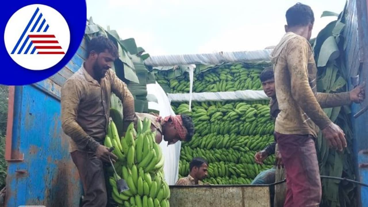 ಕಲಬುರಗಿ ರೈತನ ಬಾಳೆ ವಿದೇಶಕ್ಕೆ ರಫ್ತು, ನಾಲ್ಕು ಎಕರೆ ಜಮೀನಿನಲ್ಲಿ 20 ಲಕ್ಷ ರೂ ಲಾಭ ಕಲಬುರಗಿ ರೈತನ ಬಾಳೆ ವಿದೇಶಕ್ಕೆ ರಫ್ತು, ನಾಲ್ಕು ಎಕರೆ ಜಮೀನಿನಲ್ಲಿ 20 ಲಕ್ಷ ರೂ ಲಾಭ