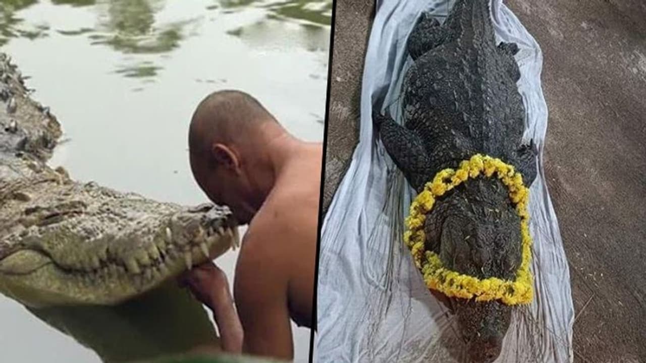 Babia, the 'Vegetarian' crocodile of Kerala's Sri Ananthapadmanabha Swamy Temple, dead