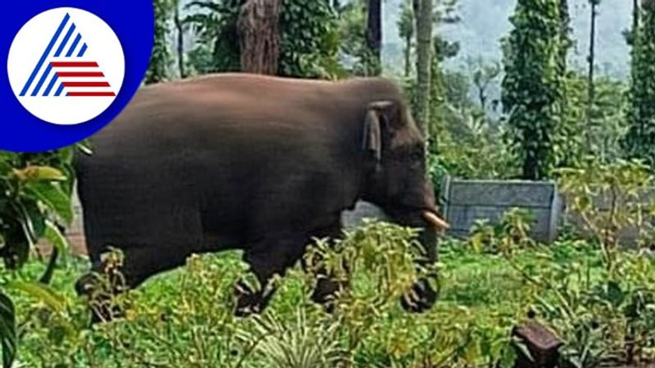 ಚಿಕ್ಕಮಗಳೂರು: ವಿಪರೀತ ಕಾಡಾನೆ ಕಾಟ, ಓಡಿಸಲು ಹರಸಾಹಸ ಪಡುತ್ತಿರುವ ಅರಣ್ಯ ಇಲಾಖೆ