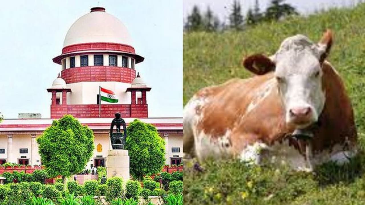 അന്ന് അലഹബാദ് ഹൈക്കോടതി ആവശ്യം, പശുവിനെ ദേശീയ മൃഗമായി പ്രഖ്യാപിക്കണമെന്ന ഹർജി, സുപ്രിംകോടതി കേട്ടതും പറഞ്ഞതും