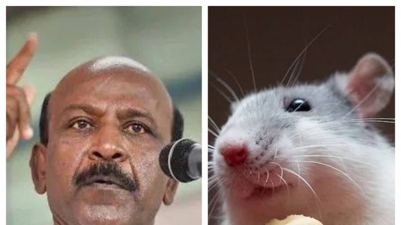 சாணி பவுடர், எலி மருந்து விற்பனைக்கு விரைவில் தடை அமைச்சர் சுப்பிரமணியன் சாணி பவுடர், எலி மருந்து விற்பனைக்கு விரைவில் தடை அமைச்சர் சுப்பிரமணியன்