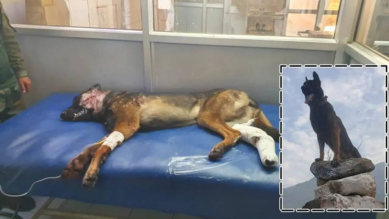 ಎರಡು ಗುಂಡು ಬಿದ್ದರೂ, ಟೆರರಿಸ್ಟ್‌ ವಿರುದ್ಧ ಹೋರಾಡಿದ ಸೇನಾ ನಾಯಿ 'ಜೂಮ್‌'!