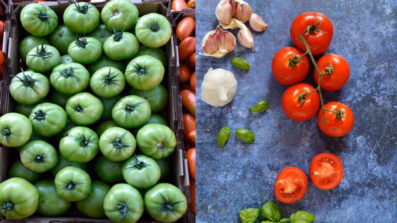 हरे और कच्चे टमाटर हो जाएंगे लाल लाल, बस इस तरह इन्हें घर पर ही पकाएं हरे और कच्चे टमाटर हो जाएंगे लाल लाल, बस इस तरह इन्हें घर पर ही पकाएं