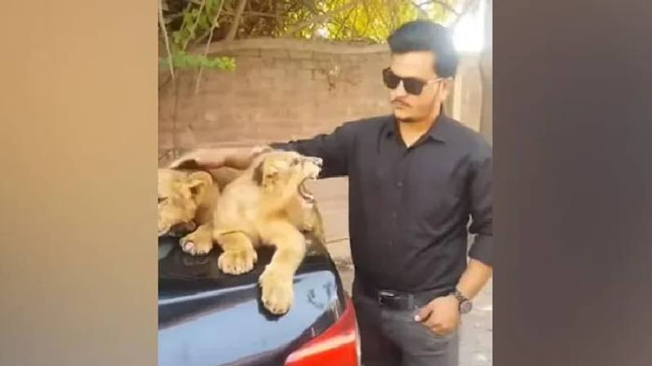 സിംഹക്കുട്ടിയെ ലാളിക്കാൻ ശ്രമിച്ചു; പക്ഷേ ഒടുവിൽ സംഭവിച്ചത് സിംഹക്കുട്ടിയെ ലാളിക്കാൻ ശ്രമിച്ചു; പക്ഷേ ഒടുവിൽ സംഭവിച്ചത്