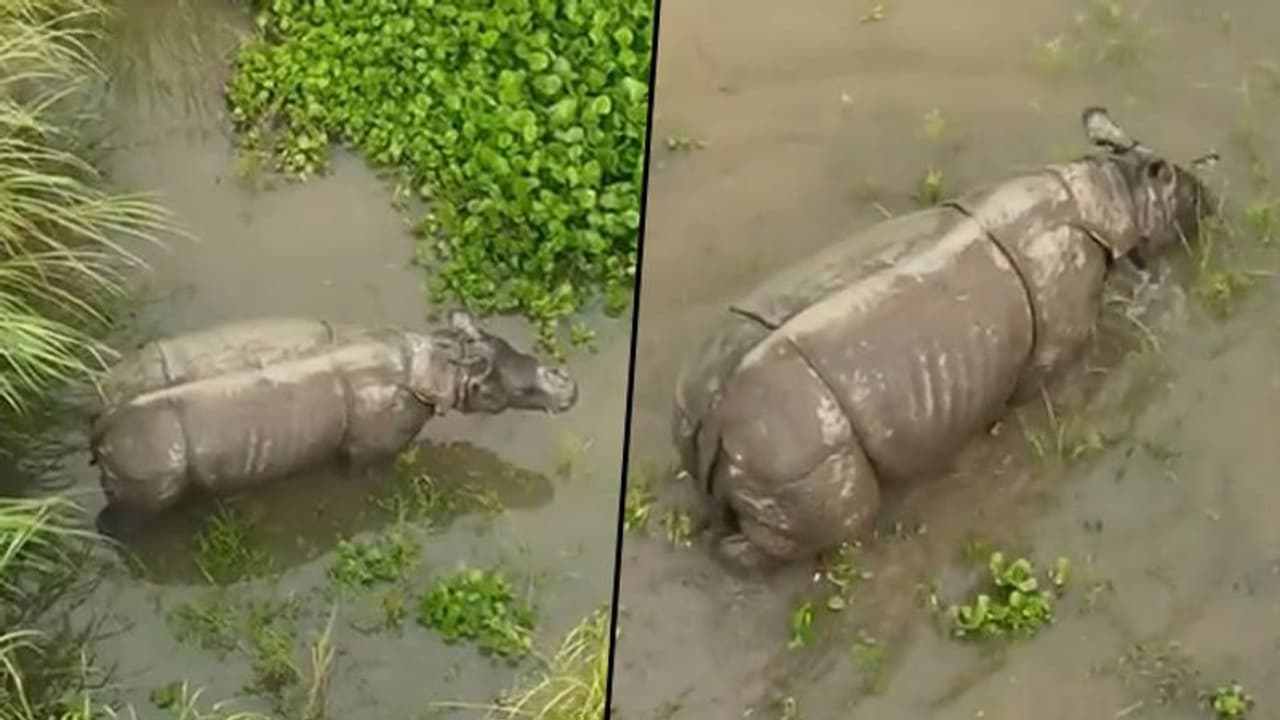 Rhino that was hit by truck 'doing good', says Assam CM Himanta Biswa Sarma, shares video: Watch Rhino that was hit by truck 'doing good', says Assam CM Himanta Biswa Sarma, shares video: Watch