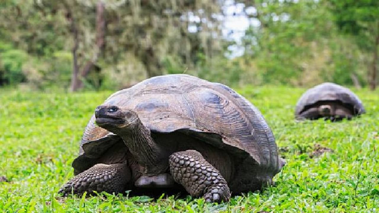 മൃഗങ്ങൾക്കും മരങ്ങൾക്കും നദികൾക്കും ഇനി നിയമപരമായ അവകാശങ്ങൾ 