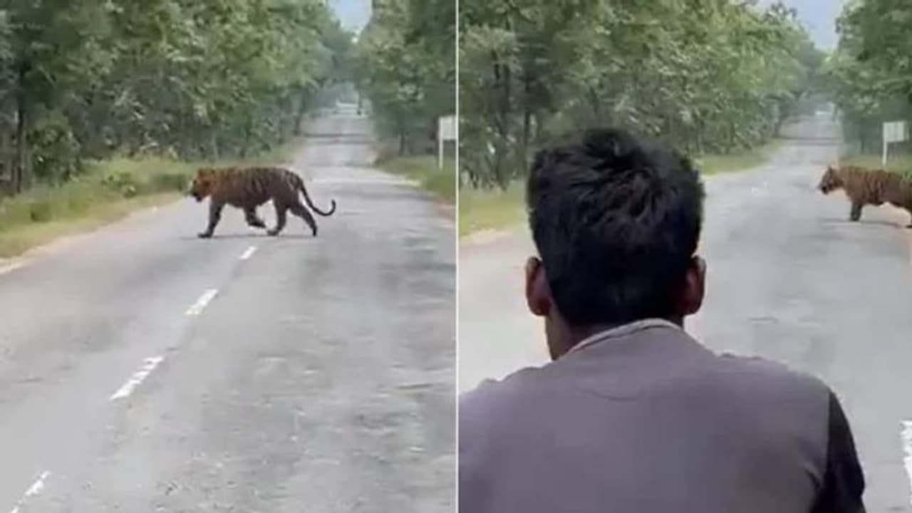 കടുവയ്ക്കൊപ്പം സെൽഫിയെടുക്കാൻ ശ്രമം, 'ഇത് ചെയ്യരുത്' എന്ന് വീഡിയോ പങ്കുവച്ച് ഐഎഫ്എസ് ഉദ്യോഗസ്ഥൻ