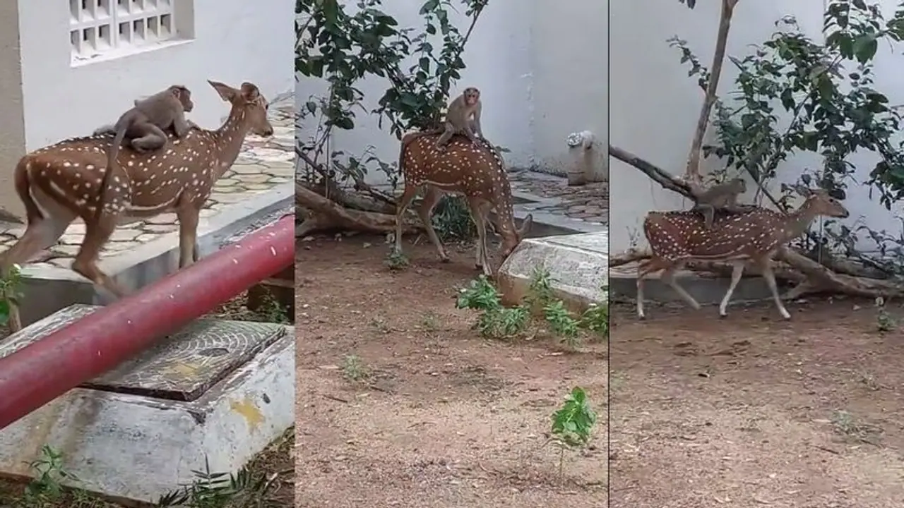 ಐಐಟಿ ಮದ್ರಾಸ್‌ನ ಕೋತಿಗಳು ಕೂಡ ತುಂಬಾ ಸ್ಮಾರ್ಟ್... ವಿಡಿಯೋ ನೋಡಿ