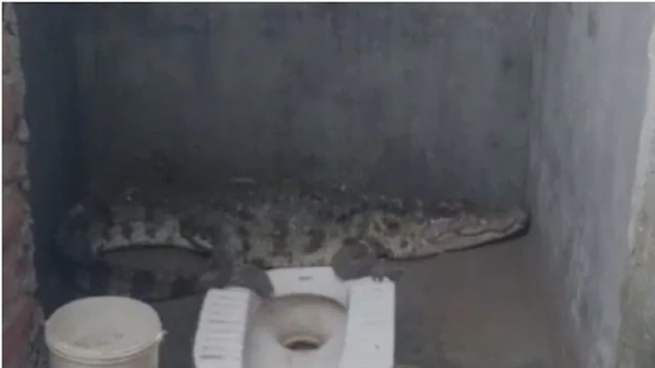 രാവിലെ നോക്കിയപ്പോൾ ശുചിമുറിയിൽ നാലടി നീളമുള്ള മുതല, ഭയന്ന് വീട്ടുകാർ