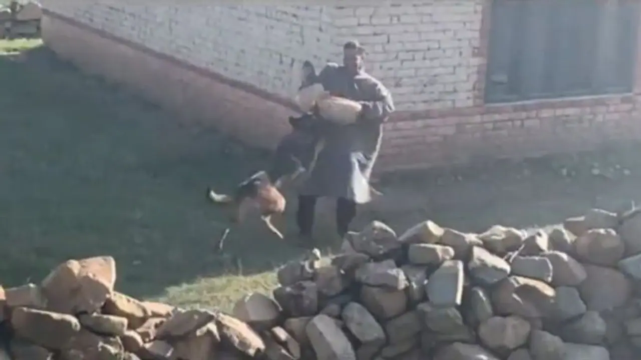 Indian Army's assault dog Zoom, who helped kill 2 terrorists in Kashmir, dies