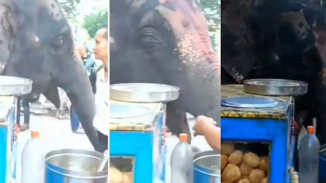 ಆಹಾ ಆಹಾ... ಪಾನಿಪುರಿ ಸವಿಯುತ್ತಿರುವ ಆನೆ... ವಿಡಿಯೋ ಸಖತ್ ವೈರಲ್