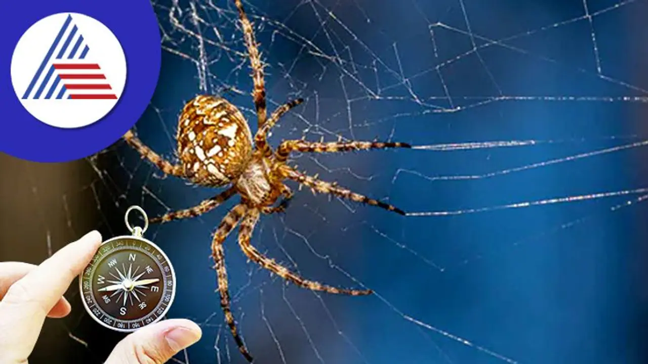 Vastu Tips: ಮನೆಯ ನೆಮ್ಮದಿ ಹಾಳು ಮಾಡುವ ಜೇಡರ ಬಲೆ Vastu Tips: ಮನೆಯ ನೆಮ್ಮದಿ ಹಾಳು ಮಾಡುವ ಜೇಡರ ಬಲೆ