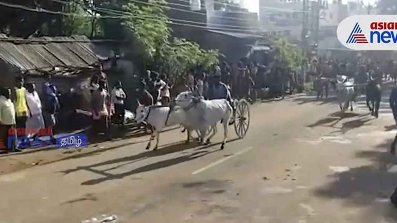 தேனி மாவட்டம் கம்பத்தில் களை கட்டிய இரட்டை மாட்டுவண்டி பந்தயம்!! தேனி மாவட்டம் கம்பத்தில் களை கட்டிய இரட்டை மாட்டுவண்டி பந்தயம்!!