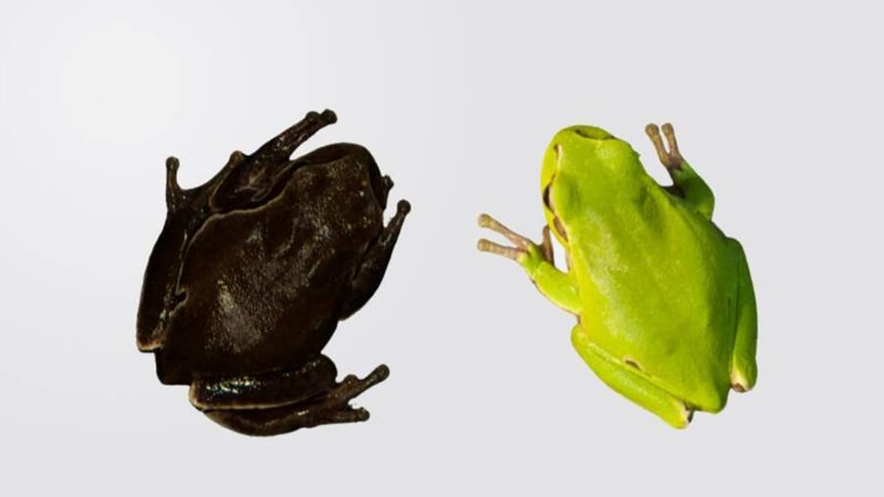 പച്ചത്തവളകളുടെ നിറം കറുപ്പായി, ആണവദുരന്തം നടന്ന ചെര്ണോബിലില് മരത്തവളകള്ക്ക് സംഭവിച്ചത് പച്ചത്തവളകളുടെ നിറം കറുപ്പായി, ആണവദുരന്തം നടന്ന ചെര്ണോബിലില് മരത്തവളകള്ക്ക് സംഭവിച്ചത്