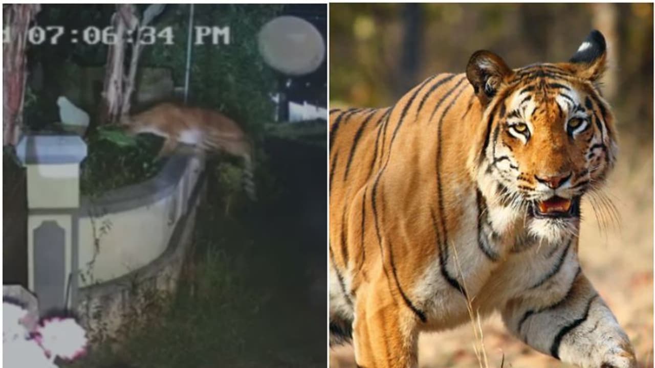 ബത്തേരിയിൽ നഗരത്തിന് സമീപത്തെ വീട്ടുവളപ്പിലേക്ക് മതിൽ ചാടിക്കടക്കുന്ന കടുവ, ജനം ഭീതിയിൽ വീഡിയോ ബത്തേരിയിൽ നഗരത്തിന് സമീപത്തെ വീട്ടുവളപ്പിലേക്ക് മതിൽ ചാടിക്കടക്കുന്ന കടുവ, ജനം ഭീതിയിൽ വീഡിയോ 