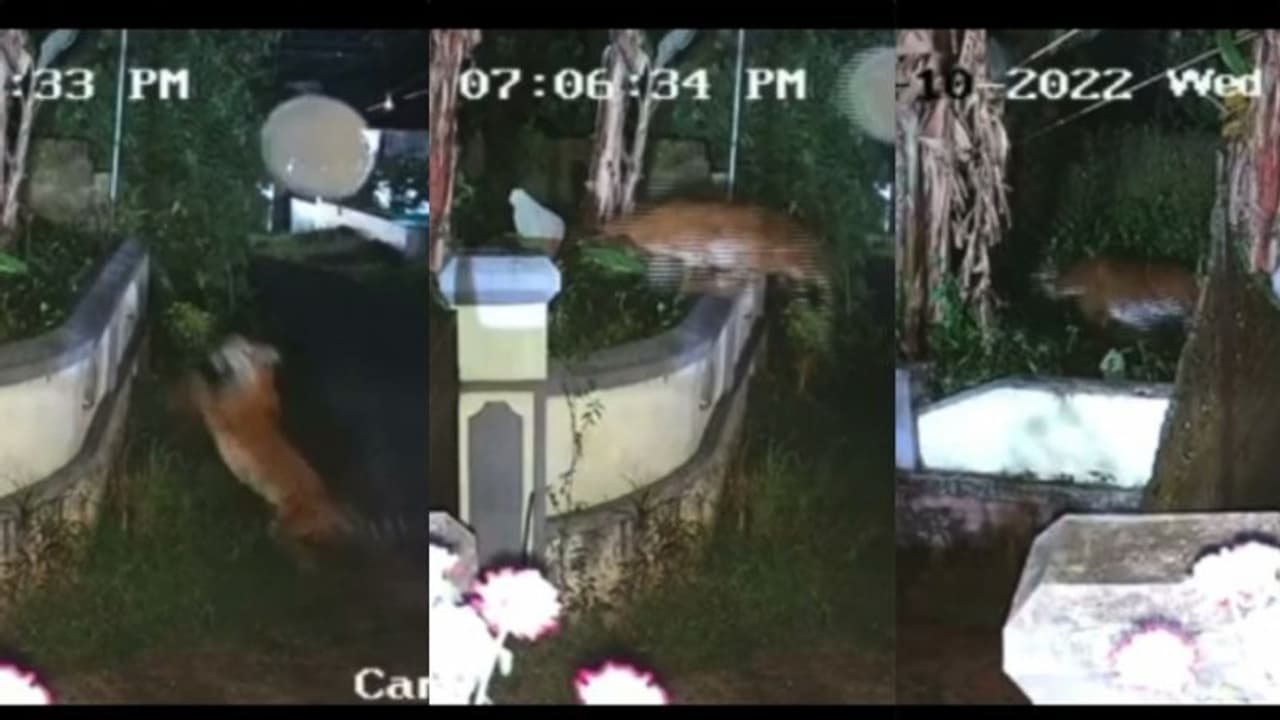 'വീട്ടുമതിൽ ചാടിക്കടന്ന് കടുവ' : വയനാട്ടിൽ വീണ്ടും കടുവ ഭീതി, ഇറങ്ങിയത് ബത്തേരി നഗരത്തിന് സമീപം 'വീട്ടുമതിൽ ചാടിക്കടന്ന് കടുവ' : വയനാട്ടിൽ വീണ്ടും കടുവ ഭീതി, ഇറങ്ങിയത് ബത്തേരി നഗരത്തിന് സമീപം