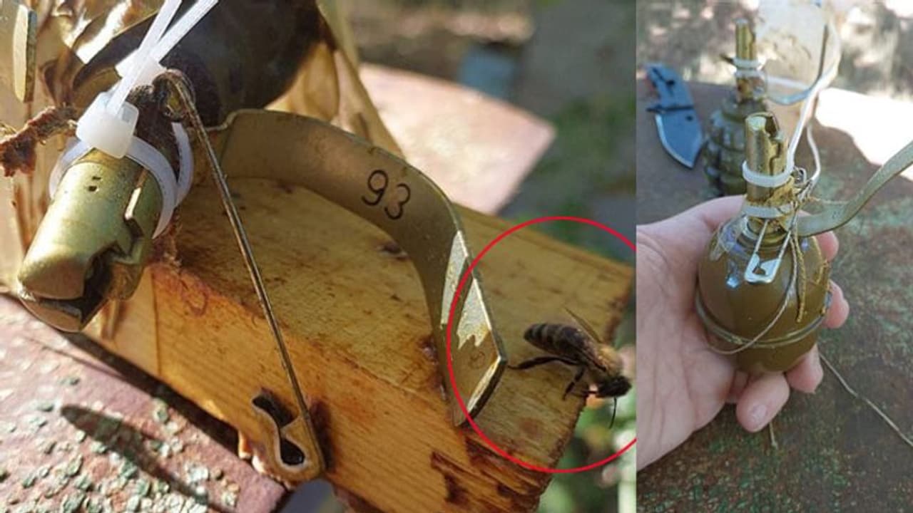 यूक्रेनी मधुमक्खियों ने 'टांय टांय फिस्स' किया रूसी बम, बच गई लोगों की जान, पढ़िए 10 चौंकाने वाले फैक्ट्स यूक्रेनी मधुमक्खियों ने 'टांय टांय फिस्स' किया रूसी बम, बच गई लोगों की जान, पढ़िए 10 चौंकाने वाले फैक्ट्स