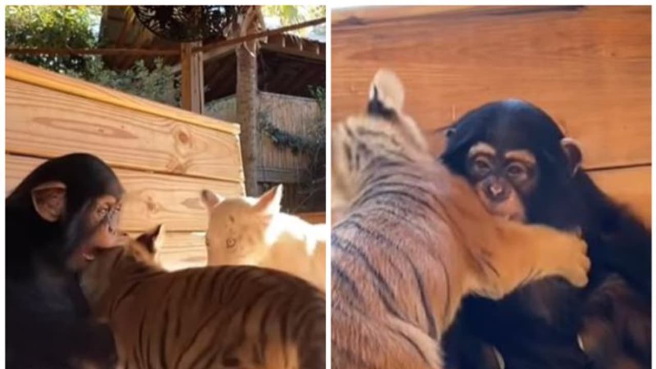 Viral Video : കടുവക്കുട്ടികൾക്കൊപ്പം കളിക്കുന്ന ചിമ്പാൻസി കുഞ്ഞ് ; വെെറലായി വീഡിയോ Viral Video : കടുവക്കുട്ടികൾക്കൊപ്പം കളിക്കുന്ന ചിമ്പാൻസി കുഞ്ഞ് ; വെെറലായി വീഡിയോ