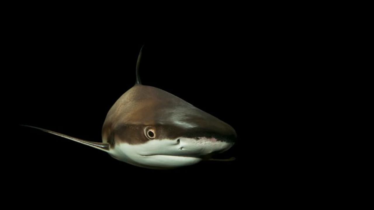 ಶಾರ್ಕ್ ತಿಂದ ಚೀನಾದ ಮಹಿಳಾ ಫುಡ್ ಬ್ಲಾಗರ್ಗೆ 15 ಲಕ್ಷ ರೂ. ದಂಡ..! ಶಾರ್ಕ್ ತಿಂದ ಚೀನಾದ ಮಹಿಳಾ ಫುಡ್ ಬ್ಲಾಗರ್ಗೆ 15 ಲಕ್ಷ ರೂ. ದಂಡ..!