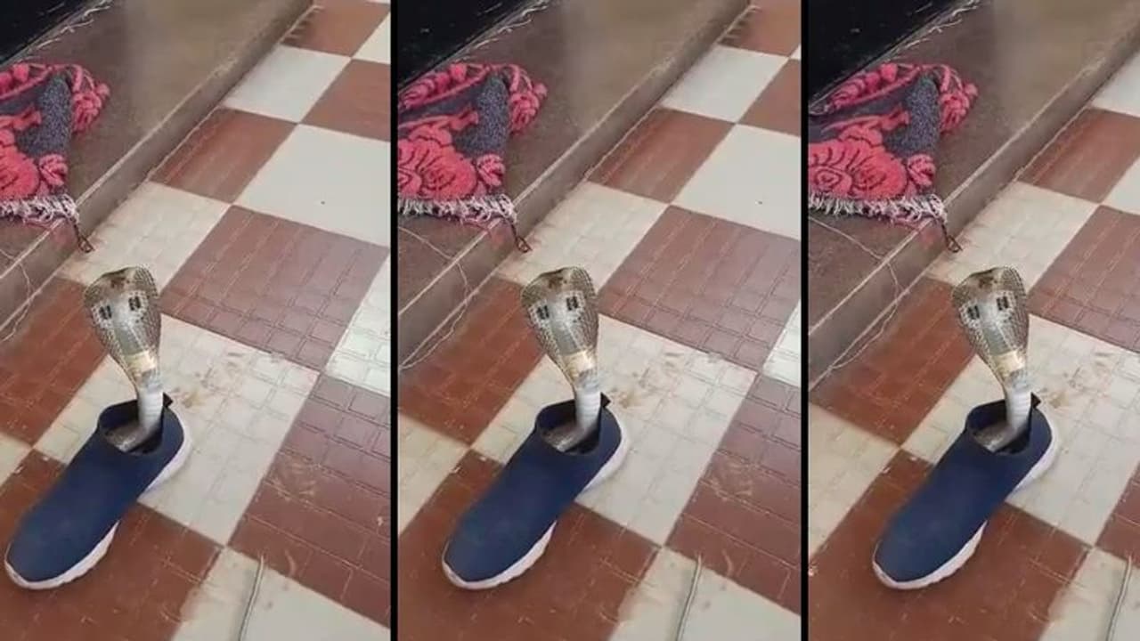 ಹೇಯ್ ಎದ್ದೆಳೋ ಅಂತಿದ್ದಂಗೆ ರಫ್ ಅಂತ ಹೆಡೆಯೇರಿಸಿ ನಿಂತ ನಾಗರಹಾವು