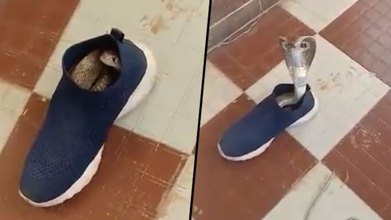Watch: Giant Cobra hides inside shoe; hair raising video goes viral Watch: Giant Cobra hides inside shoe; hair raising video goes viral