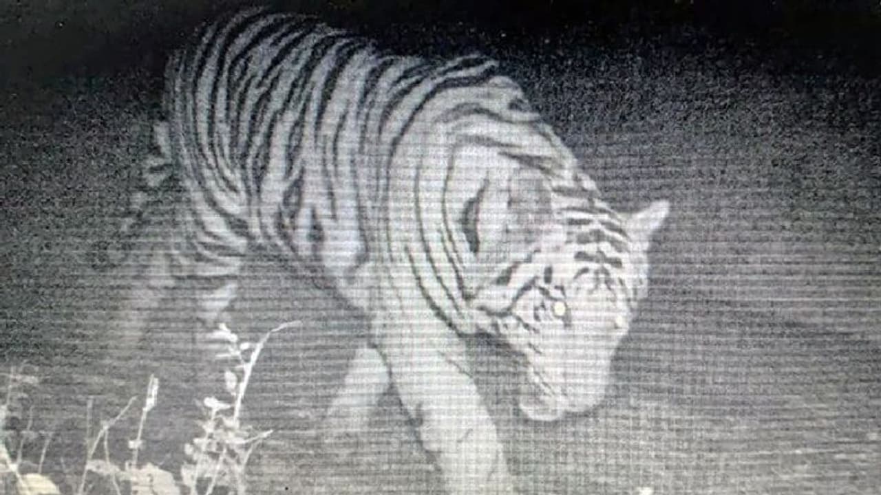 കോളേജ് വളപ്പിനുള്ളില് കടുവ കടന്നുകൂടി 11 ദിവസം; അസാധാരണമെന്ന് വനംവകുപ്പ് കോളേജ് വളപ്പിനുള്ളില് കടുവ കടന്നുകൂടി 11 ദിവസം; അസാധാരണമെന്ന് വനംവകുപ്പ്