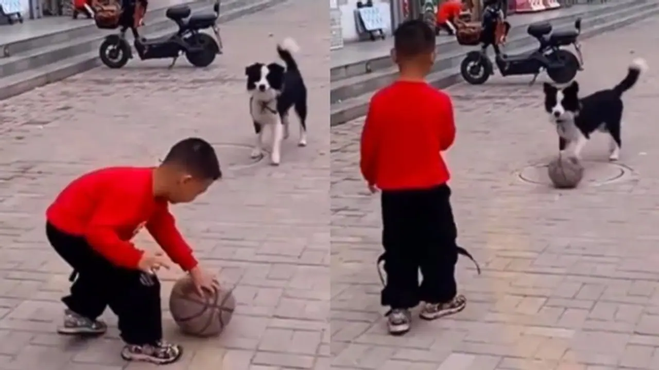 திடீரென்று நாய் கடித்தால் என்ன செய்யலாம்..?? இதோ உங்களுக்கான டிப்ஸ்..!! திடீரென்று நாய் கடித்தால் என்ன செய்யலாம்..?? இதோ உங்களுக்கான டிப்ஸ்..!!