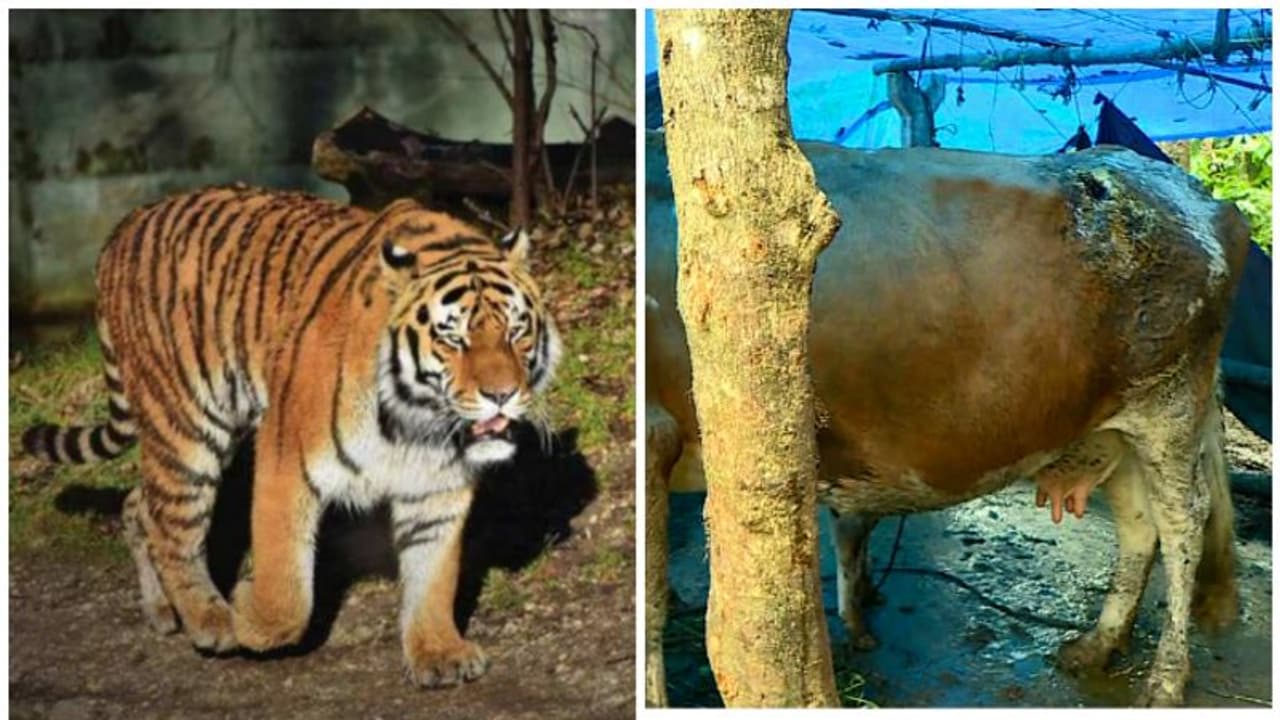 വയനാട് ചീരാലിൽ വീണ്ടും കടുവ കന്നുകാലികളെ ആക്രമിച്ചു; പിടിച്ചില്ലെങ്കില് അനിശ്ചിതകാല സമരമെന്ന് നാട്ടുകാര് വയനാട് ചീരാലിൽ വീണ്ടും കടുവ കന്നുകാലികളെ ആക്രമിച്ചു; പിടിച്ചില്ലെങ്കില് അനിശ്ചിതകാല സമരമെന്ന് നാട്ടുകാര്