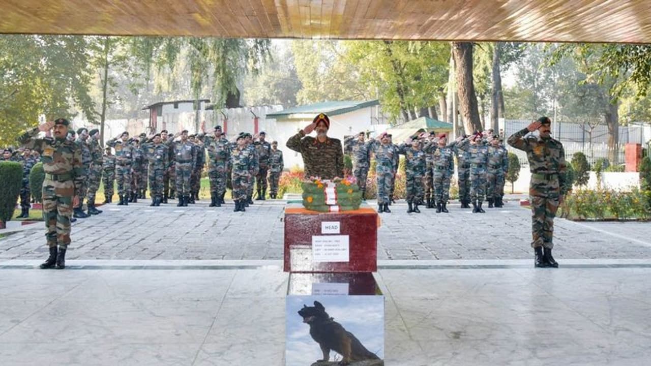 జూమ్ కు ఘన నివాళి అర్పించిన ఇండియన్ ఆర్మీ.. సైనిక లాంఛనాలతో అంత్యక్రియలు (వీడియో) జూమ్ కు ఘన నివాళి అర్పించిన ఇండియన్ ఆర్మీ.. సైనిక లాంఛనాలతో అంత్యక్రియలు (వీడియో)