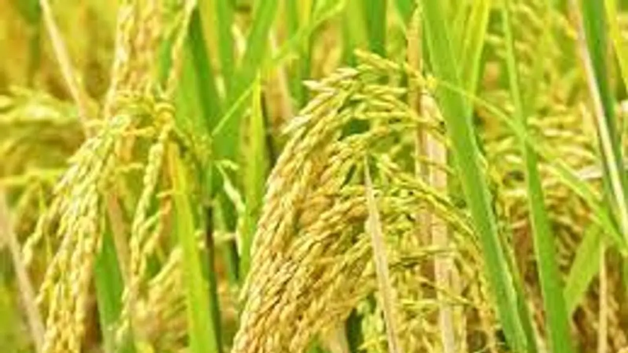 കർഷകർക്ക് സപ്ലൈക്കോയുടെ ഇരുട്ടടി, അസാധാരണ ഉത്തരവ്; 5 ഏക്കറിൽ കൂടുതൽ നെല്ല് അളക്കുമ്പോൾ സർക്കാർ വിഹിതമില്ല കർഷകർക്ക് സപ്ലൈക്കോയുടെ ഇരുട്ടടി, അസാധാരണ ഉത്തരവ്; 5 ഏക്കറിൽ കൂടുതൽ നെല്ല് അളക്കുമ്പോൾ സർക്കാർ വിഹിതമില്ല