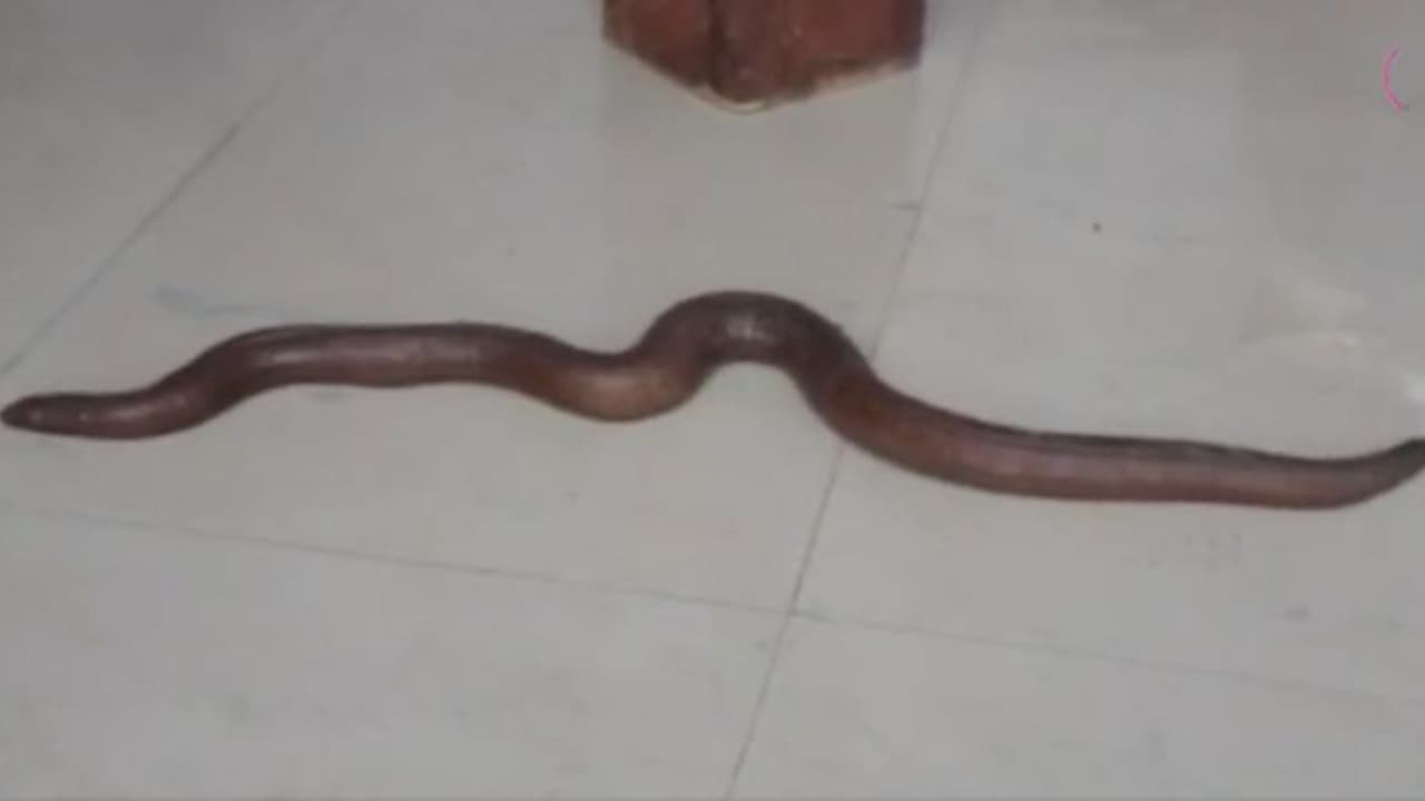 ഗ്രാമവാസികള് പിടിച്ചത് 'രണ്ട് തല'യുള്ള പാമ്പ്, വൈകിയില്ല പാമ്പ് കോടതി കയറി! ഗ്രാമവാസികള് പിടിച്ചത് 'രണ്ട് തല'യുള്ള പാമ്പ്, വൈകിയില്ല പാമ്പ് കോടതി കയറി!