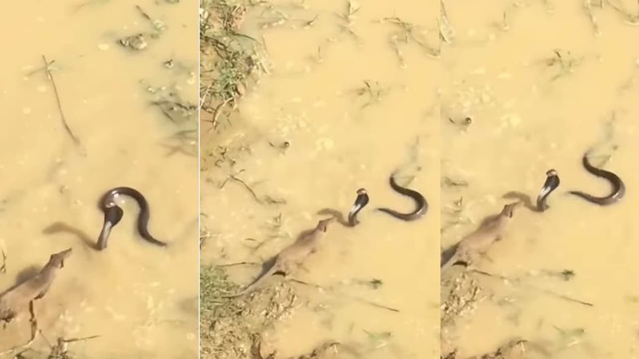 ನೀರು ಕುಡಿಯಲು ಬಂದ ಹಾವು ಮುಂಗುಸಿ ಮಧ್ಯೆ ಘನಘೋರ ಕಾಳಗ