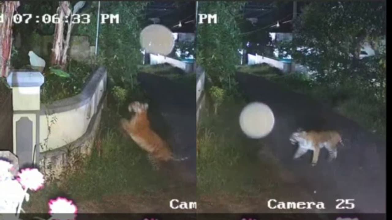 എവിടെ തെരഞ്ഞാലും കടുവ; കാട് വെട്ടി തെളിക്കണം, സ്വകാര്യ തോട്ടമുടമകള്ക്ക് നിര്ദേശവുമായി കളക്ടര് എവിടെ തെരഞ്ഞാലും കടുവ; കാട് വെട്ടി തെളിക്കണം, സ്വകാര്യ തോട്ടമുടമകള്ക്ക് നിര്ദേശവുമായി കളക്ടര്