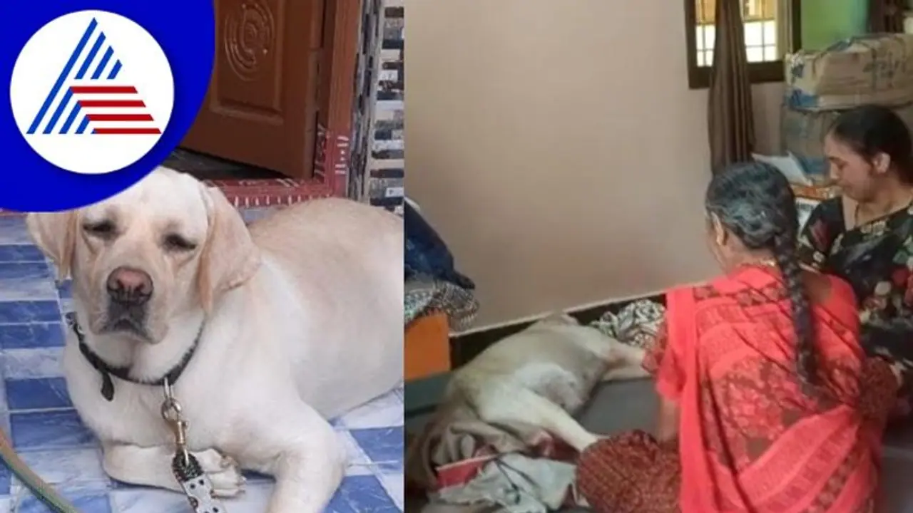 ಪ್ರೀತಿಯ ಶ್ವಾನ ಸಾವು; ಅನ್ನ, ನೀರು ಬಿಟ್ಟು ಅಳುತ್ತಾ ಕುಳಿತ ಕುಟುಂಬಸ್ಥರು