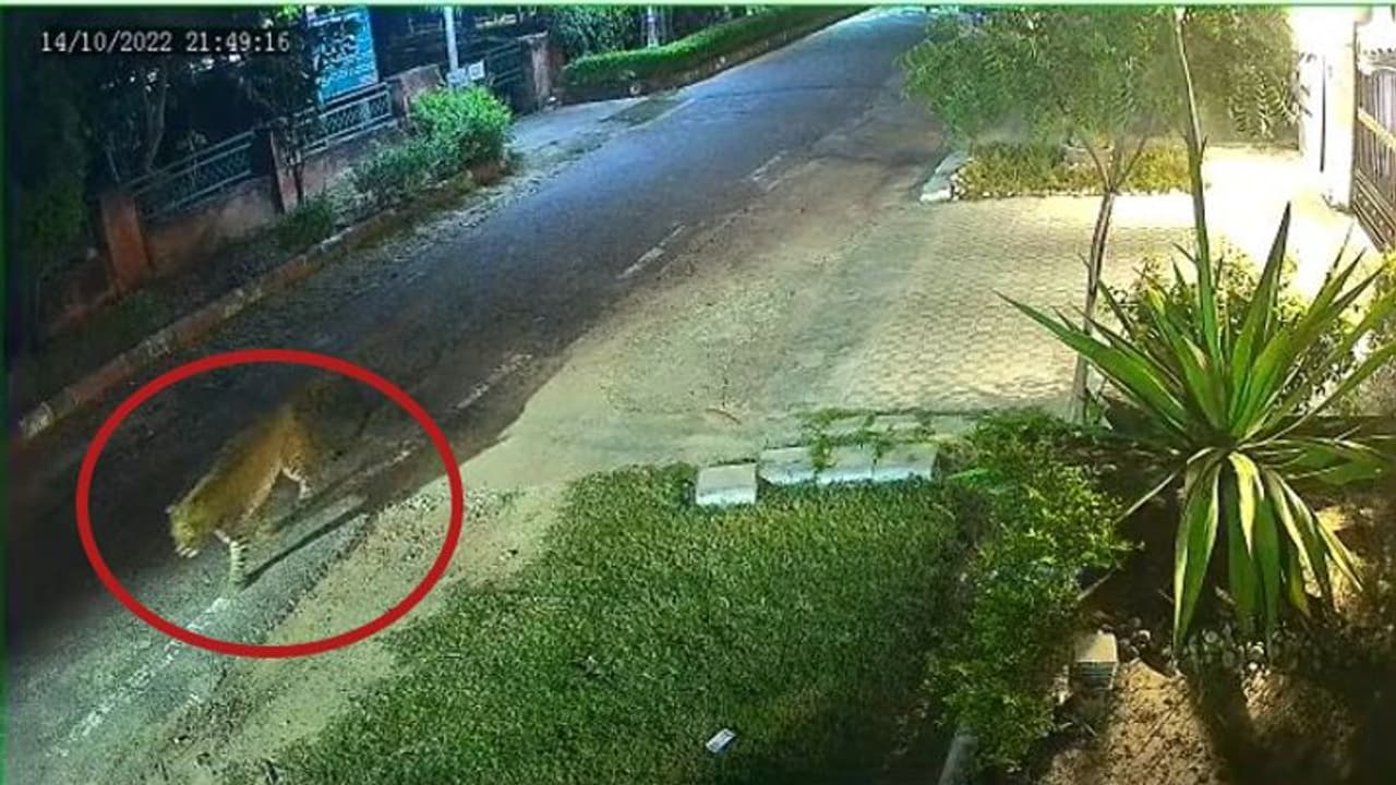जयपुर की गलियों में शान से घूमता मिला पेंथर, सीसीटीवी वीडियो देख इलाके में फैली दहशत जयपुर की गलियों में शान से घूमता मिला पेंथर, सीसीटीवी वीडियो देख इलाके में फैली दहशत