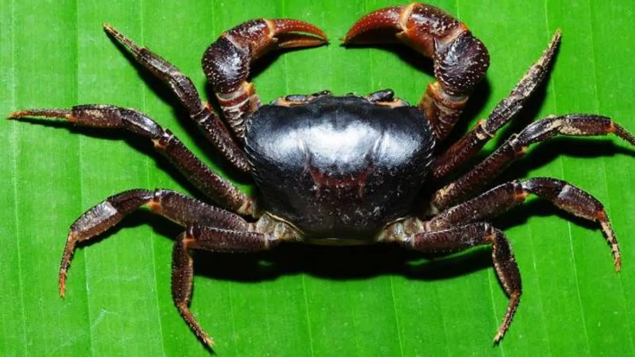 ಮಗಳಿಗೆ ಕಚ್ಚಿತೆಂದು ಕೋಪ: ಜೀವಂತ ಏಡಿಗಳ ತಿಂದು ಆಸ್ಪತ್ರೆ ಸೇರಿದ ಅಪ್ಪ ಮಗಳಿಗೆ ಕಚ್ಚಿತೆಂದು ಕೋಪ: ಜೀವಂತ ಏಡಿಗಳ ತಿಂದು ಆಸ್ಪತ್ರೆ ಸೇರಿದ ಅಪ್ಪ