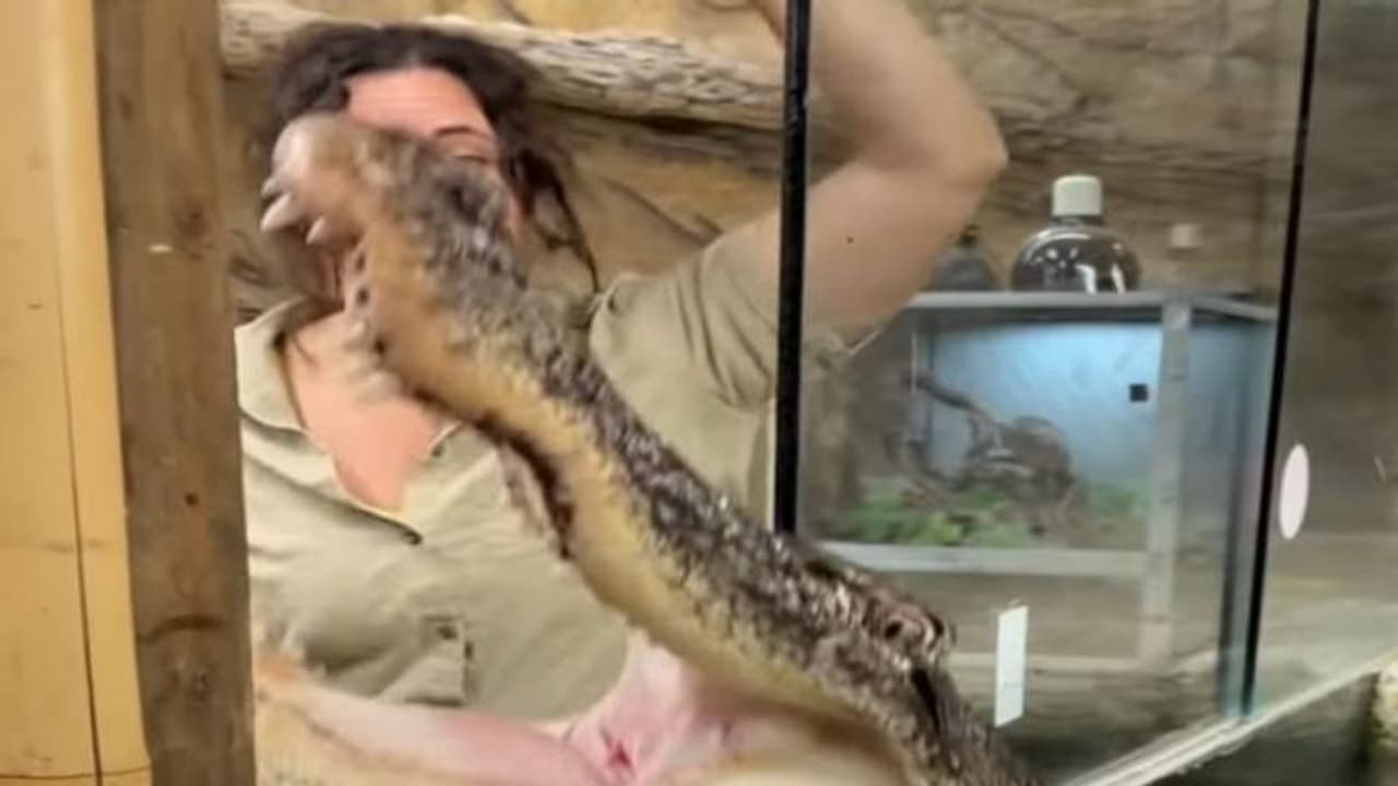 मगरमच्छ के साथ खिलवाड़ कर रही महिला को मिला ऐसा सबक.. यूजर बोला मत भूलो ये खतरनाक सरीसृप है
