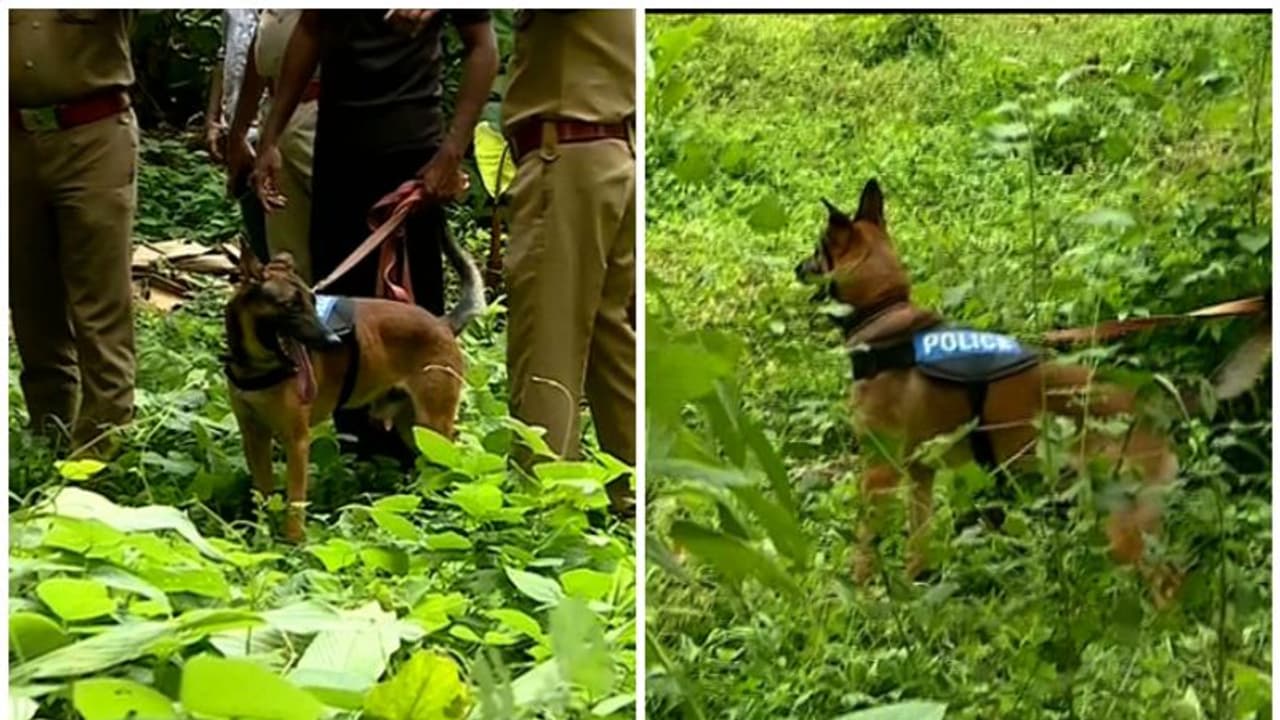 ബുദ്ധിയിലും ജോലിയിലും മിടുക്കര്‍; ബല്‍ജിയം മലിനോയിസ് ഇനത്തില്‍ പെട്ട മായയുടെയും മർഫിയുടെയും പ്രത്യേകതകളിവയാണ്