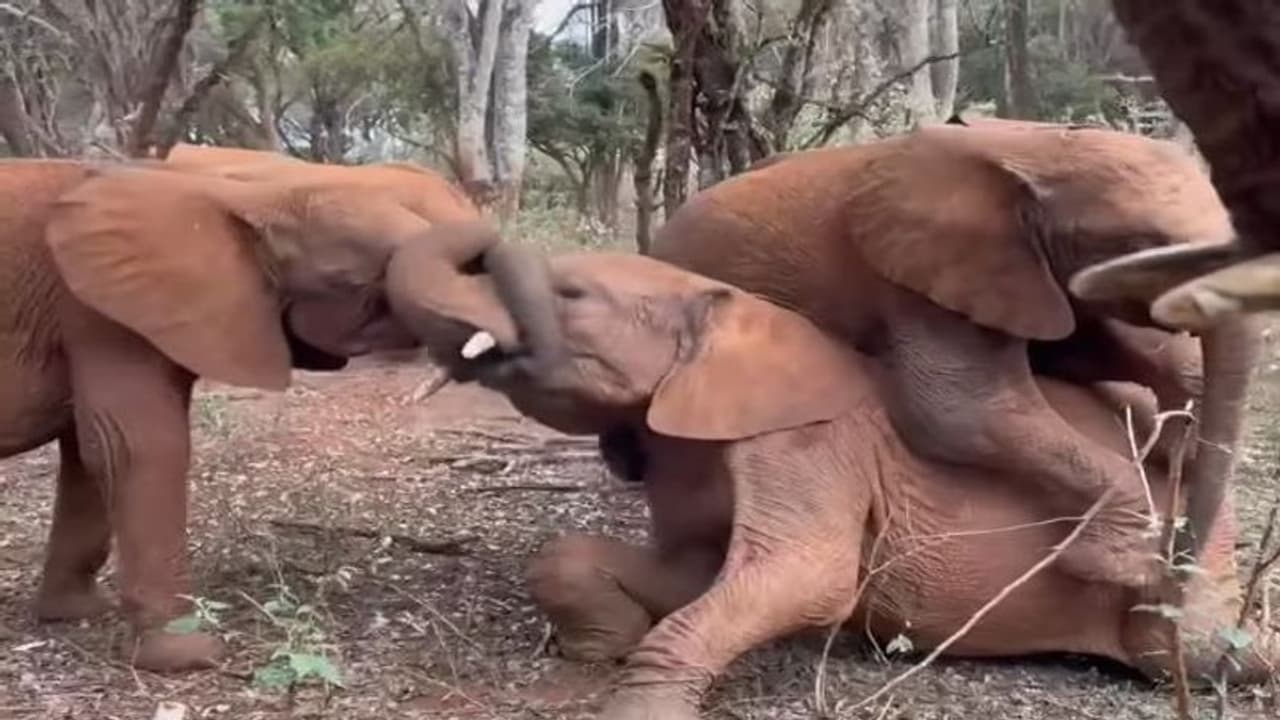 हाथी के 3 बच्चे खेलते हुए अचानक करने लगे पटका पटकी, एक पर हावी हो गए दो.. वीडियो में देखिए फिर क्या हुआ हाथी के 3 बच्चे खेलते हुए अचानक करने लगे पटका पटकी, एक पर हावी हो गए दो.. वीडियो में देखिए फिर क्या हुआ