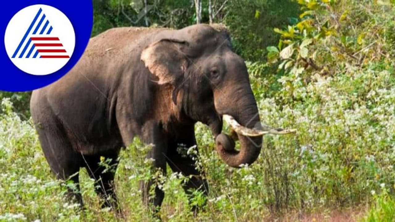 Ramanagara; ಒಂಟಿ ಸಲಗ ಸೆರೆ ಹಿಡಿಯುವಂತೆ ಗ್ರಾಮಸ್ಥರ ಒತ್ತಾಯ Ramanagara; ಒಂಟಿ ಸಲಗ ಸೆರೆ ಹಿಡಿಯುವಂತೆ ಗ್ರಾಮಸ್ಥರ ಒತ್ತಾಯ