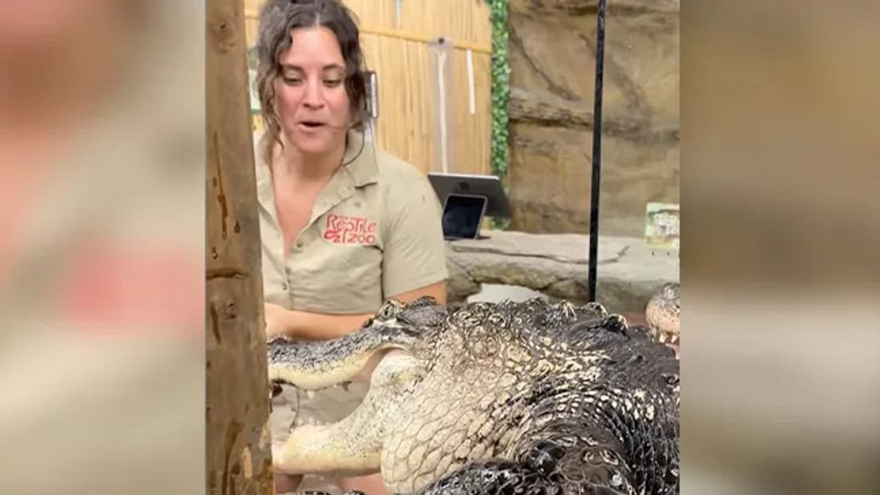 VIDEO: വിശപ്പ് മൂത്ത ചീങ്കണ്ണി മൃഗശാല സൂക്ഷിപ്പുകാരിയുടെ കൈ തിന്നാന്‍ ശ്രമിച്ചു