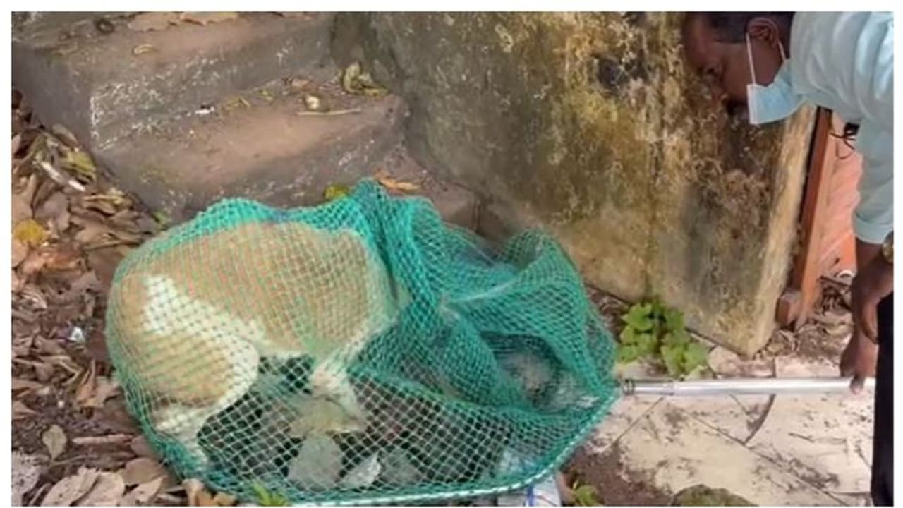 കണ്ണൂരില്‍ എട്ടുപേരെ കടിച്ച നായ ചത്തു, നായക്ക് പേവിഷബാധ സ്ഥിരീകരിച്ചു