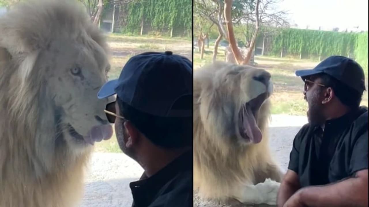 'നീ പൊന്നപ്പനല്ലടാ തങ്കപ്പനാ..'; സിംഹത്തോട് കുശലം പറഞ്ഞ് അജു വർഗീസ്, വീഡിയോ 'നീ പൊന്നപ്പനല്ലടാ തങ്കപ്പനാ..'; സിംഹത്തോട് കുശലം പറഞ്ഞ് അജു വർഗീസ്, വീഡിയോ